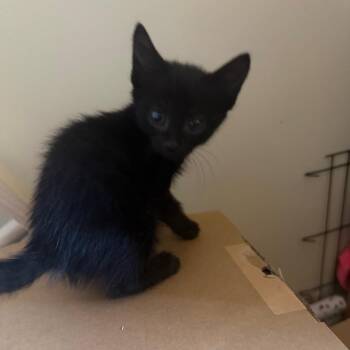 Abigail (Available 6/11) -  Domestic Short Hair and Bombay Cat for Adoption in Silver Spring, Maryland - Abigail (Available 6/11) | PetCurious