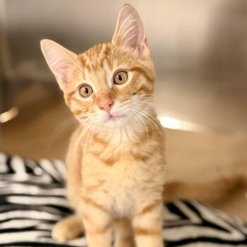 Chet -  Domestic Short Hair Cat for Adoption in Jackson Township, New Jersey - Chet | PetCurious