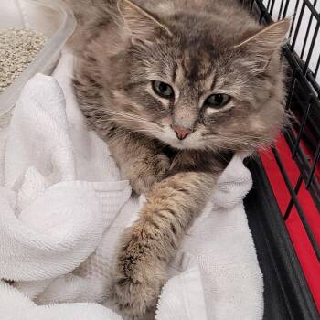 Domestic Medium Hair Cats Available for Adoption in Coos Bay, Oregon - Smokey | PetCurious