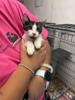Kane -  Domestic Short Hair Cat for Adoption in Ontario, California - Kane | PetCurious