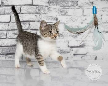 Allie -  Domestic Short Hair and Tabby Cat for Adoption in Tuscaloosa, Alabama - Allie | PetCurious