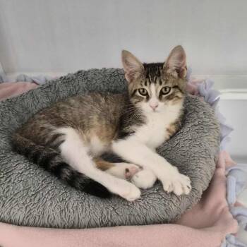 Jazz (Eros) -  Domestic Short Hair Cat Available for Adoption in Las Cruces, New Mexico - Jazz (Eros) | PetCurious