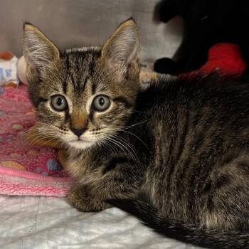 Kiara -  Domestic Short Hair Cat for Adoption in West Palm Beach, Florida - Kiara | PetCurious