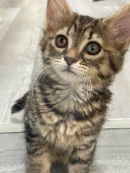 Stella -  Domestic Medium Hair Cat Available for Adoption in Arthurette, New Brunswick - Stella | PetCurious