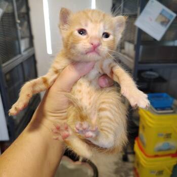 Dorito -  Domestic Short Hair Cat for Adoption in Osawatomie, Kansas - Dorito | PetCurious