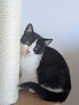 Rescue Domestic Short Hair Cats for Adoption in Wakefield, Quebec - Oni | PetCurious