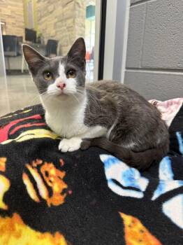 Helena (Miller) -  Domestic Short Hair Cat for Adoption in Johnson City, Tennessee - Helena (Miller) | PetCurious