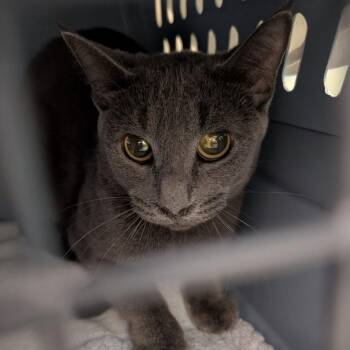 Wendy -  Domestic Short Hair Cat for Adoption in Fairport, New York - Wendy | PetCurious