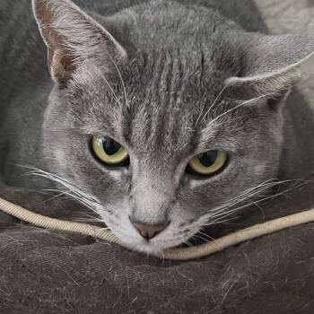 Domestic Short Hair Cats Available for Adoption in Overland Park, Kansas - Bunny | PetCurious