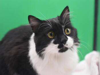 Domestic Medium Hair Cats Available for Adoption in Portland, Oregon - Felix | PetCurious
