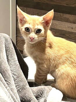 Rescue Domestic Short Hair Cats for Adoption in Seal Beach, California - Kitten Emily | PetCurious