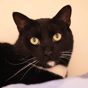 Sweetums -  Domestic Short Hair Cat Available for Adoption in Philadelphia, Pennsylvania - Sweetums | PetCurious