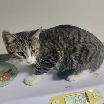 Rescue Domestic Short Hair Cats for Adoption in Bloomington, Illinois - Alec | PetCurious