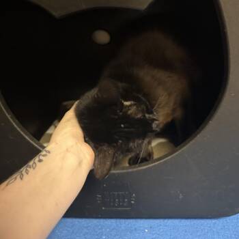 T-Money -  Domestic Short Hair Cat for Adoption in Titusville, Florida - T-Money | PetCurious