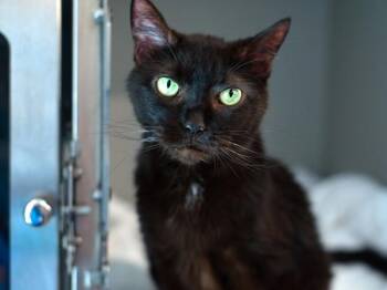 Spock -  Domestic Short Hair Cat for Adoption - Spock | PetCurious