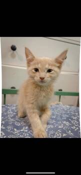 Rescue Domestic Short Hair Cats for Adoption in Waveland, Indiana - Waffle House | PetCurious