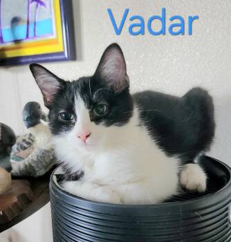 Vadar -  Domestic Short Hair Cat for Adoption in Millcreek, Utah - Vadar | PetCurious