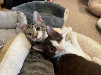 Rescue Domestic Short Hair Cats for Adoption in Smyrna, Georgia - Kensington And Ross | PetCurious