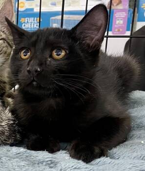 Domestic Short Hair Cats Available for Adoption - Ring Ding | PetCurious