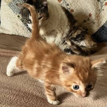 Domestic Medium Hair Cats Available for Adoption in Volcano, Hawaii - Red Rover | PetCurious