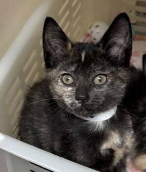 Domestic Short Hair Cats Available for Adoption in North Charleston, South Carolina - 91544a Willa-PetSmart James Island | PetCurious