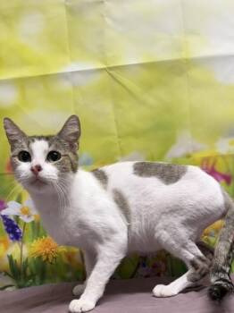 Avalon -  Domestic Short Hair Cat for Adoption in San Antonio, Texas - Avalon | PetCurious