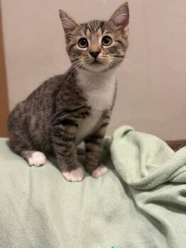 Tiger, Ella and Curious George in foster care -  Domestic Short Hair Cat for Adoption in Ellicott City, Maryland - Tiger, Ella And Curious George In Foster Care | PetCurious