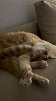 Tigro -  Domestic Short Hair Cat Available for Adoption in Montreal, Quebec - Tigro | PetCurious