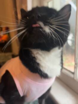 Domestic Short Hair Cats Available for Adoption - MJ | PetCurious