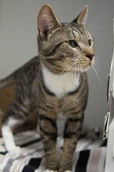 Morty (bonded To Rick) -  Domestic Short Hair Cat for Adoption in West Vancouver, British Columbia - Morty (bonded To Rick) | PetCurious