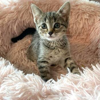 Rescue Domestic Short Hair Cats for Adoption in Fairway, Kansas - Liana | PetCurious