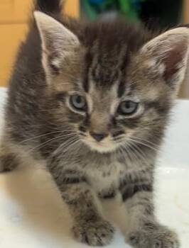 RASCAL -  Domestic Short Hair Cat for Adoption in Elizabethton, Tennessee - RASCAL | PetCurious