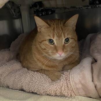 Nala -  American Shorthair Cat Available for Adoption in Walker, Michigan - Nala | PetCurious