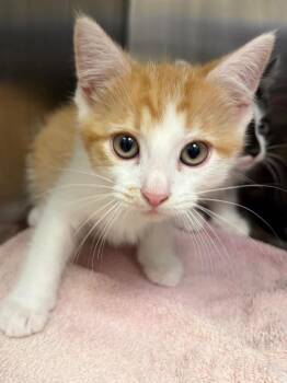 Colby Jack -  Domestic Short Hair Cat for Adoption in Frankfort, Kentucky - Colby Jack | PetCurious