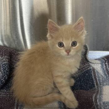 Dorito- Cross Post -  Domestic Medium Hair Cat for Adoption in Tomah, Wisconsin - Dorito- Cross Post | PetCurious