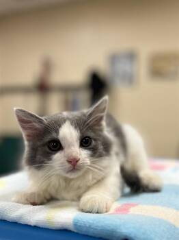 ELIO -  Domestic Long Hair Cat for Adoption in Aliquippa, Pennsylvania - ELIO | PetCurious