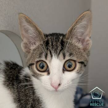 Rescue Domestic Short Hair Cats for Adoption in Seattle, Washington - Betty | PetCurious