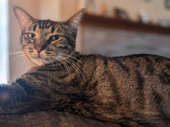 Rescue Domestic Short Hair Cats for Adoption in Liverpool, Texas - Cordelia | PetCurious