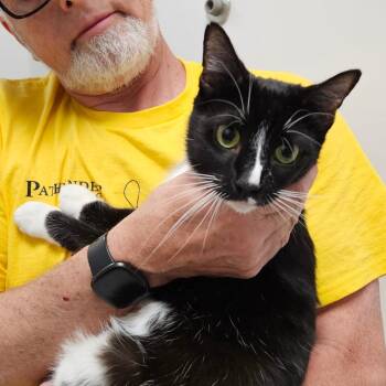 Mystic -  Domestic Short Hair Cat for Adoption in Oneonta, New York - Mystic | PetCurious