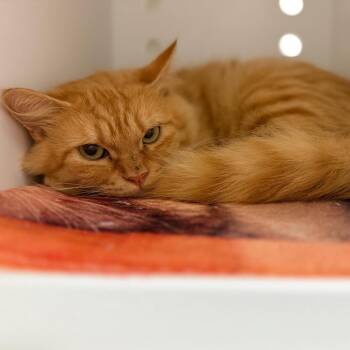 Cracker Jack -  Domestic Medium Hair Cat for Adoption in Sarasota, Florida - Cracker Jack | PetCurious