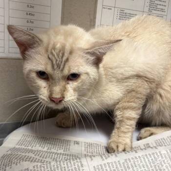 Sam -  Domestic Short Hair Cat for Adoption in Yuma, Arizona - Sam | PetCurious