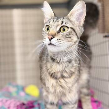 Foxy -  Domestic Short Hair Cat for Adoption in Medford, Oregon - Foxy | PetCurious