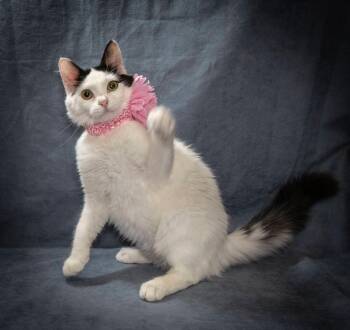 Yoda -  Turkish Van Cat for Adoption in Scottsdale, Arizona - Yoda | PetCurious