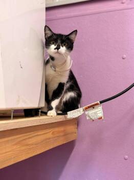 Tux -  Domestic Short Hair Cat for Adoption in Greensburg, Indiana - Tux | PetCurious