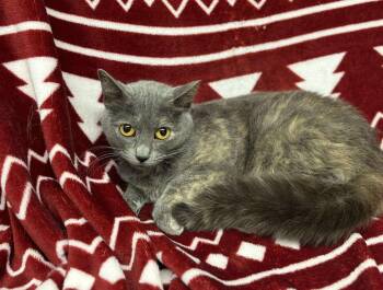 Domestic Short Hair Cats Available for Adoption - McKenna | PetCurious