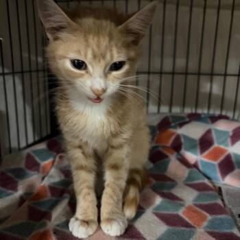 Dartmouth -  Domestic Short Hair Cat for Adoption in Waldorf, Maryland - Dartmouth | PetCurious