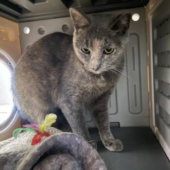 Sprite -  Domestic Short Hair Cat for Adoption in New York, New York - Sprite | PetCurious