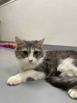 Domestic Medium Hair Cats Available for Adoption - Saleen | PetCurious