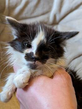 Domestic Long Hair Cats Available for Adoption - Jersey Giant | PetCurious