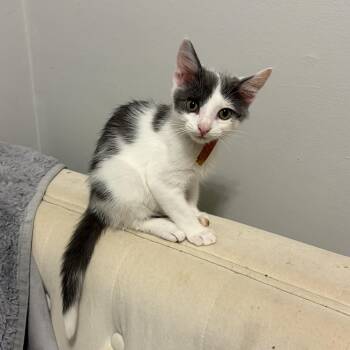 Benny -  Domestic Short Hair and Domestic Medium Hair Cat for Adoption in Mastic, New York - Benny | PetCurious